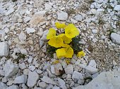 49 Fiori tra i sassi